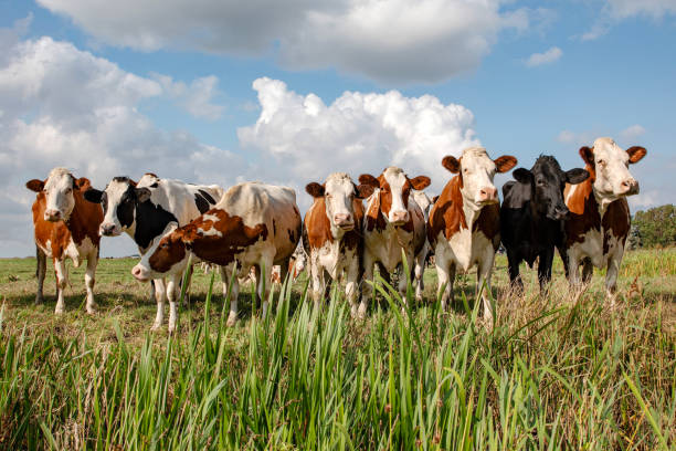 istock Cows on a row in a field, side by side happy and a blue cloudy sky 2150021289