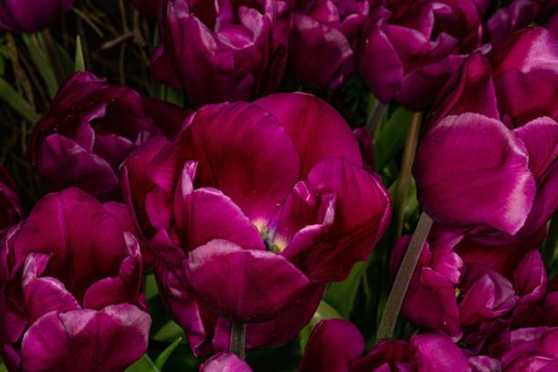 istock Purple Prince Tulip Background. 2150022149