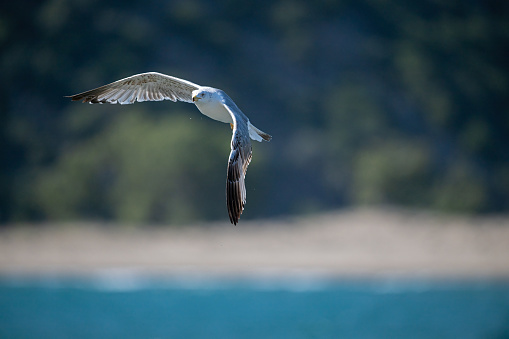 Seagull flying over the lake. Yellow-legged Gull, Larus michahellis.