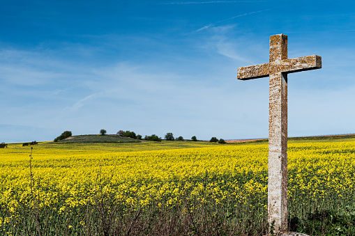 An imposing stone cross emerges majestically in the middle of a vast field of rapeseed in full bloom. The intense yellow of the flowers creates a captivating contrast with the clear, uncluttered blue of the rural sky. The cross, with its antiquity engraved in every crevice, seems to hold silent history as the rapeseed waves gently in the wind, weaving a landscape that evokes the tranquility and serenity of country life.