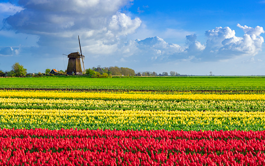 Red and yellow tulip fields in front of a Dutch windmill near Zuidschermer, Netherlands