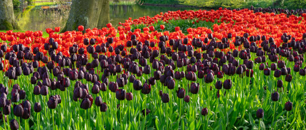 istock Spring Flowers in a Garden 2150023659
