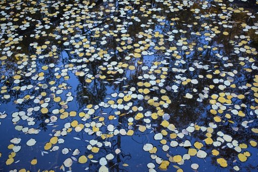 Yellow Autumn Aspen leaves Floating in a pool of water