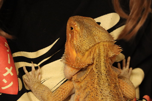 Happy resting orange bearded dragon, you can see one eye and it's two claws.