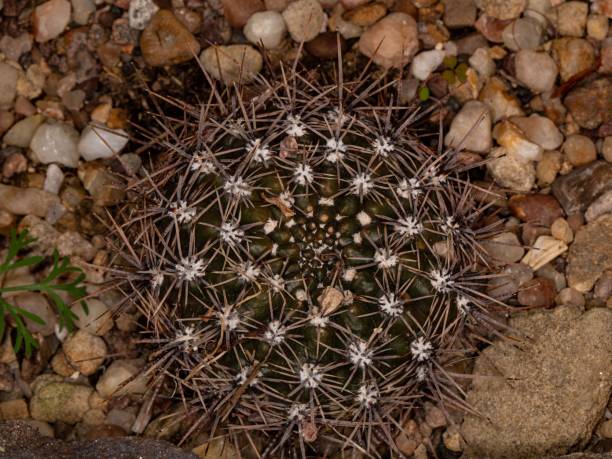 istock Lobivia Cinnabarina Cactus. 2150024553