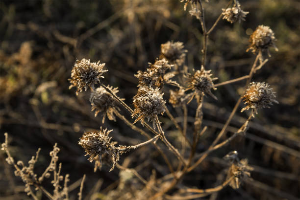 Dried burdock (Arctium  sp.) hooked burrs on a blue background