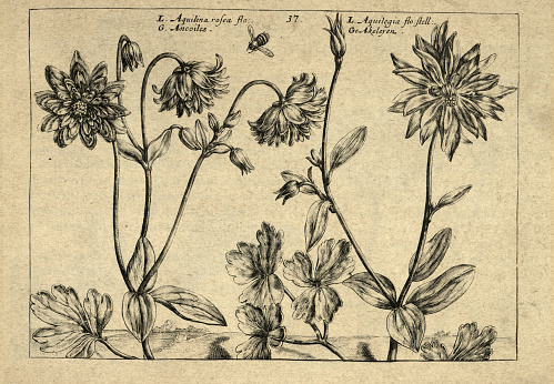 Botanical art print of Aquilegia, columbine, perennial flowering plant, from Hortus Floridus by Crispin de Passe, Vintage illustration, 17th Century