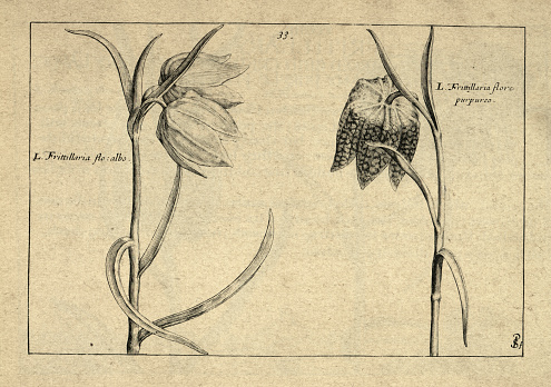 Botanical art print of Fritillary, flowering herbaceous bulbous perennial plants, from Hortus Floridus by Crispin de Passe, Vintage illustration, 17th Century