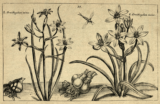 Botanical art print of Ornithogalum, perennial plant, bulb, Inscets, from Hortus Floridus by Crispin de Passe, Vintage illustration, 17th Century