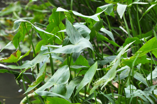 istock Sagittaria sagittifolia grows in water with a slow flow 2150026058