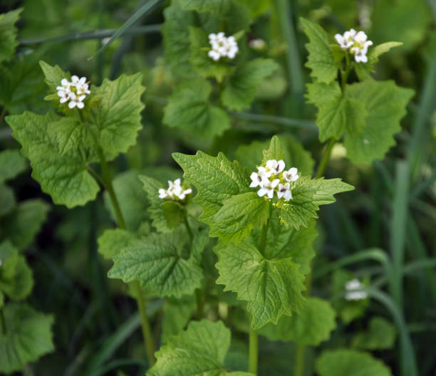 istock Horse garlic (Alliaria petiolata) grows in the wild 2150026086