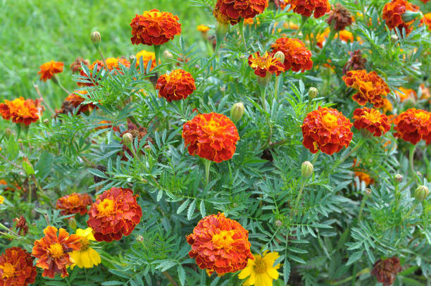 istock Blossom bushes marigold (tagetes) 2150026094