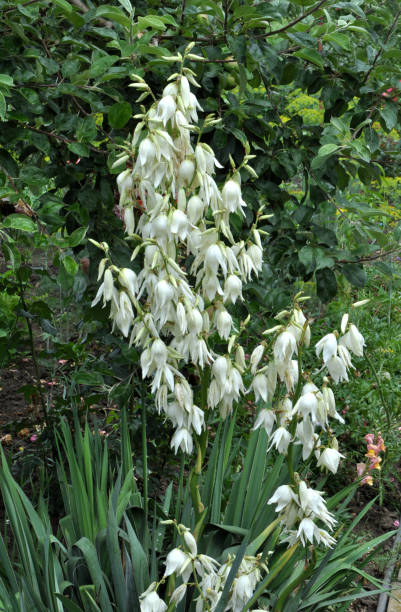 istock Yucca is blooming in the garden 2150026157