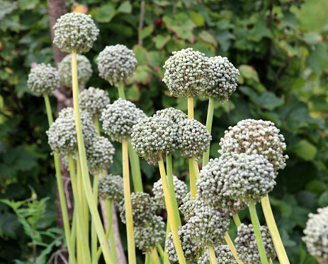 Vegetable onions, which is grown on the seeds, bloom in the garden