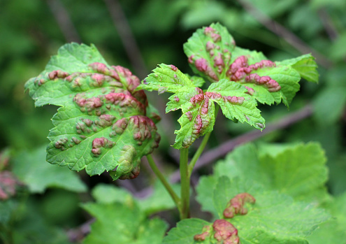Red currant, the leaves of which are damaged by aphids (Cryptomyzus ribis)