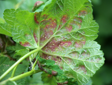 Red currant, the leaves of which are damaged by aphids (Cryptomyzus ribis)