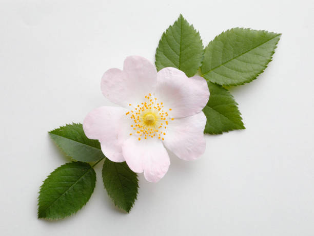 Growth of blooming wild rose with drops of rain against green background