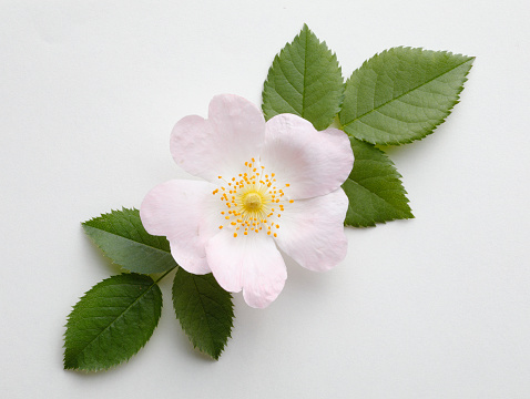 Wild rose with leaves on white background