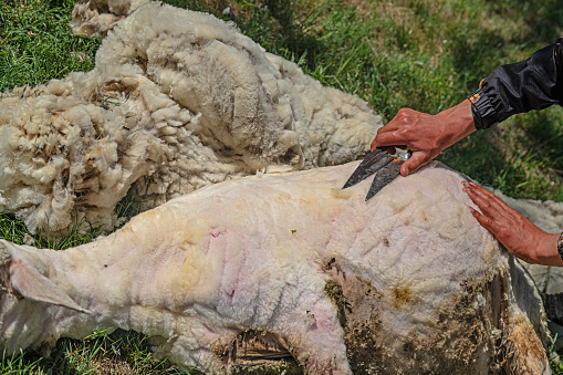 A man shearing sheep wool