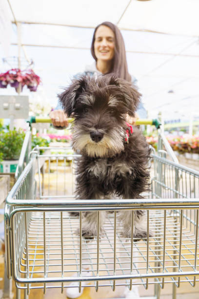 istock Smiling woman pulling cart with dog in it 2150027935