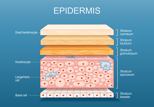 epidermis anatomy. Skin structure. Cell, and layers of a human skin. Cross section of the epidermis. Vector poster. Isometric Flat illustration.