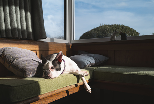 Boston Terrier dog lying down completely relaxed in the sunshine on a bay window cushioned bench.