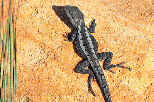 Australian Jacky Lizard basking on a sandstone rock
