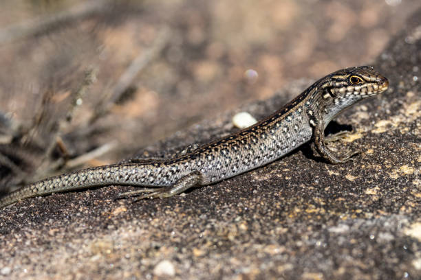 istock Australian White's skink 2150029224