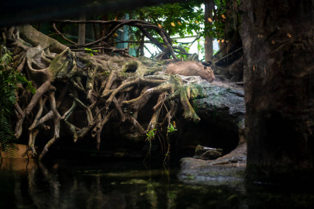 Cute capybara rodent in a flooded forest jungle