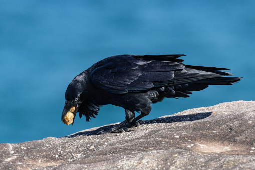 Australian Raven feeding on unknown food items
