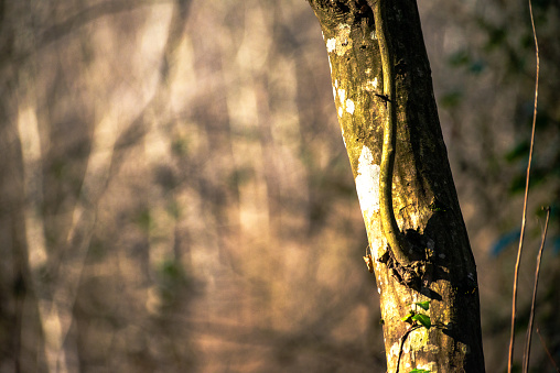 A majestic tree adorned with lush moss basks in the warm sunlight, epitomizing the serene beauty of nature's embrace.