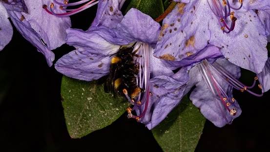 Bumble Bee On Rhododendron Plant.