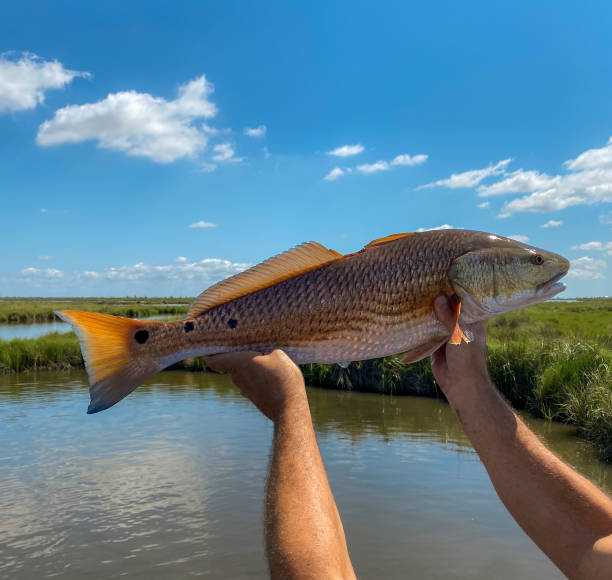 istock Redfish In Louisiana Marsh 2150033644
