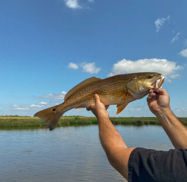 istock Redfish In Louisiana Marsh 2150033659