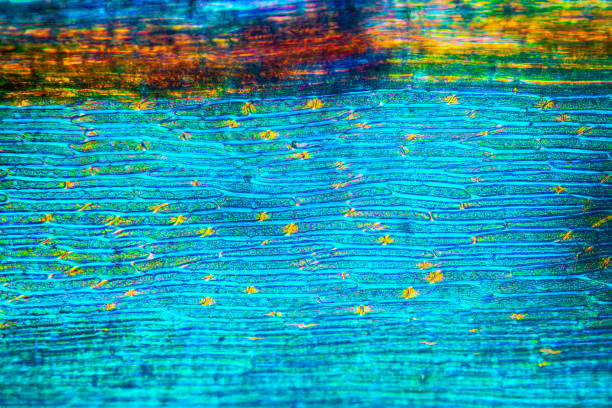 Micrograph of a moss leaf, Dicranum, with elongated cells, and a prominent midrib (costa), with polarization making the cell junctions glow orange, at 100x.