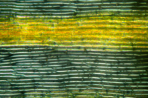 Micrograph of a moss leaf, Dicranum, with elongated cells, and an elongated midrib (costa) that may be the water conducting cells of the leaf, with polarization at 200x.