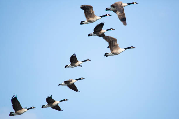 Group of Canada geese in flight in South Windsor, Connecticut.