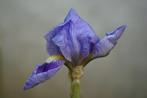 The splendor and vibrant colors of purple iris flowers; Iris Pallida; closeup photography