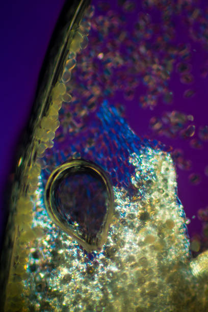 istock Section through the anther of an amaryllis flower, with pollen. 2150035236
