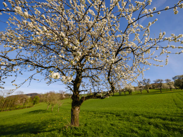 Tree blossom in the Mostviertel, Lower Austria
