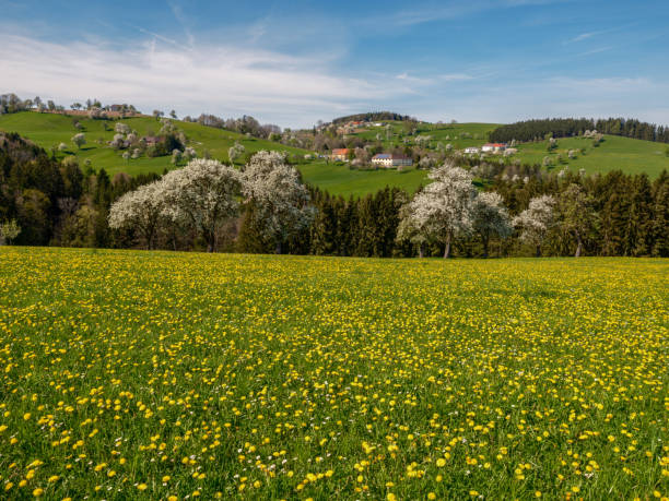 Obst - Baumblüte im Mostviertel in Niederösterreich, Österreich, Europa