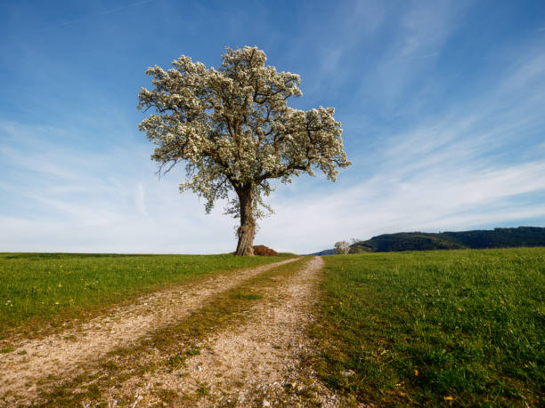 Tree blossom in the Mostviertel, Lower Austria