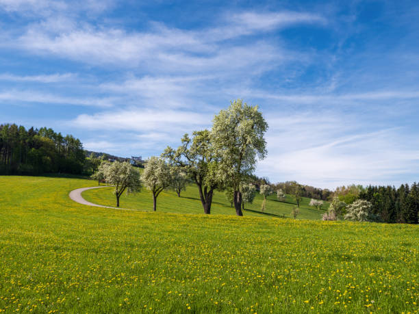 istock Tree blossom in the Mostviertel, Lower Austria 2150035405