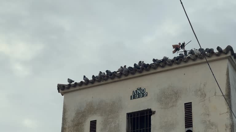 A gathering of pigeon birds perches atop a historic building, showcasing old Spanish coastal architecture with a rustic and vintage charm.