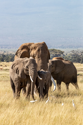 A family group of African elephants, loxodonta africana, grazing in the lush grasslands of Amboseli National Park, Kenya.
