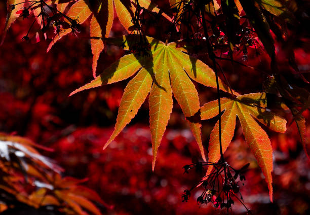 istock Late afternoon din burns leaves golden 2150039111