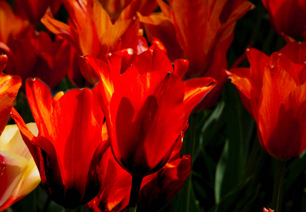 A beautiful colorful Spring Tulip