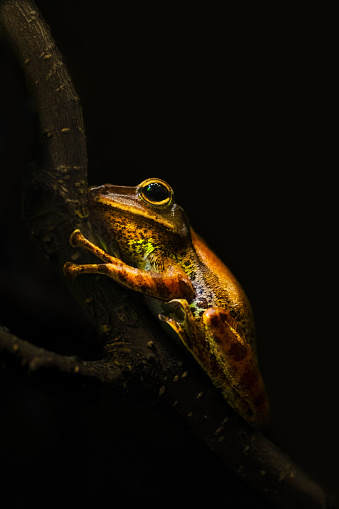 A side-view close-up of an orange tree frog (Hylidae) on a branch with a dark background, copy space