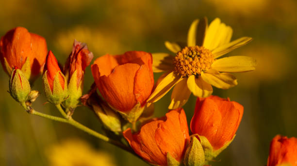Free picture: Orange yellow wildflowers ragwort (Jacobaea vulgaris)