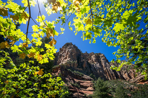 Green maples leaves frame a view of Wilson Mountain in Sedona